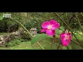 I Giardini Di Ninfa