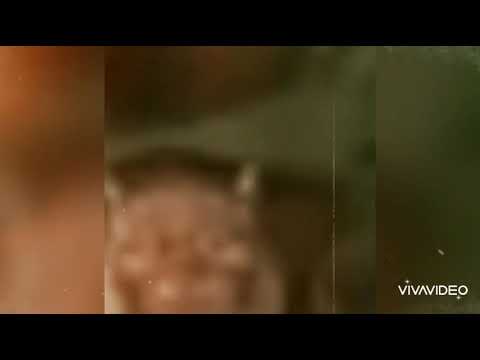 Astridhontas Cast Video