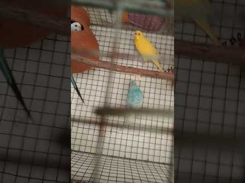 New Bodri JP & Albino