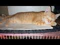 The Orange Cat Was Sleeping On Top Of The Cage Then He Moved To The Floor Maybe Because He Felt Hot