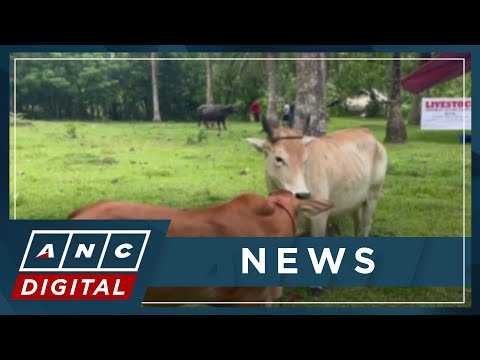 Authorities inspect livestock in Albay evacuation centers ANC