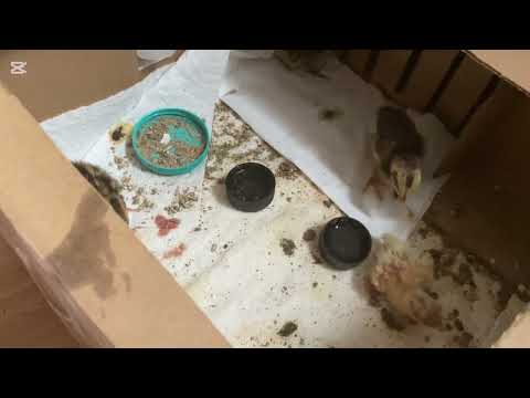 My forth baby quail!               They love eating heh🥲