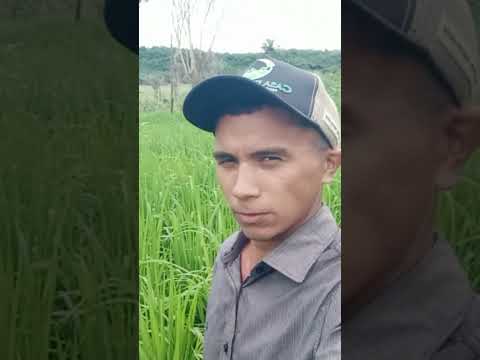 Jatobá Maranhão terra produtiva