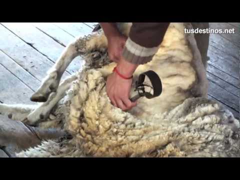 , title : 'Esquilar una oveja (método tradicional). Trasquilar lana con tijera / Sheep  shearing / wool'