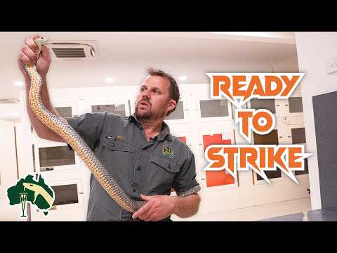 HARDEST Venomous Snakes To Handle! | Venom Diaries