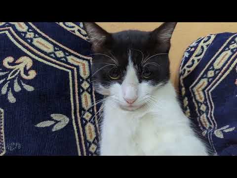 Kitten meowing 😻 | Cat sound | Cat video | Cat Voice | Cat | Persian cat sound | Persian Cat | Cats#