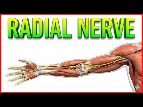 Radial nerve Anatomy Animation - Origin, Course, innervation, and Clinical anatomy