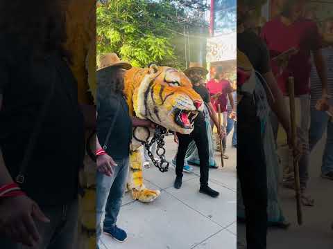 Hukum tiger ka hukum #shorts