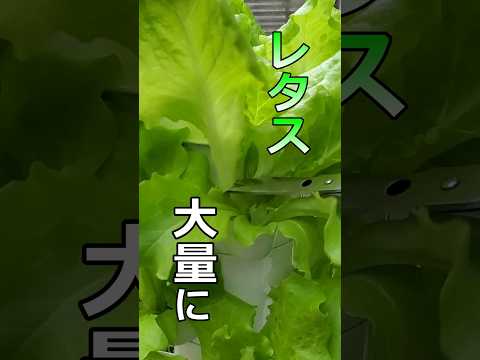 アイスバーグレタス 植物