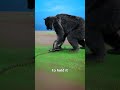 How Bear Traps Work 🤔