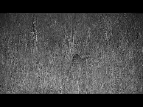 Djuma: Large Spotted Genet out hunting - 01:44 - 05/01/19