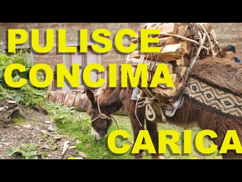 🐴L' ASINO è un animale INCREDIBILE🪵