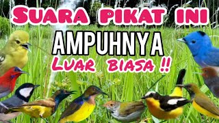 Download lagu Suara pikat Burcil Ribut Ini Ampuhnya Luar Biasa !! mp3 Download lagu Suara pikat Burcil Ribut Ini Ampuhnya Luar Biasa !! mp3