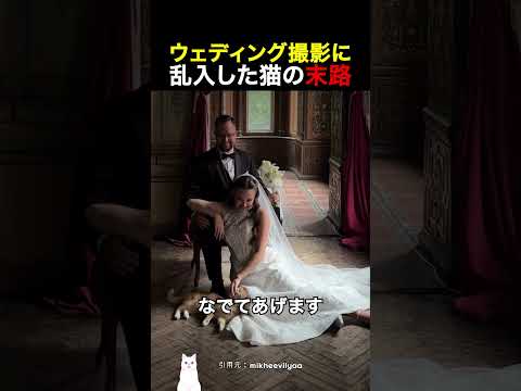 ウェディング撮影に乱入した猫の末路