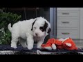 Portuguese Water Dog dogs for sale: Niko - Video 1