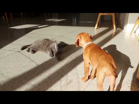 How to introduce a vizsla puppy to a cat