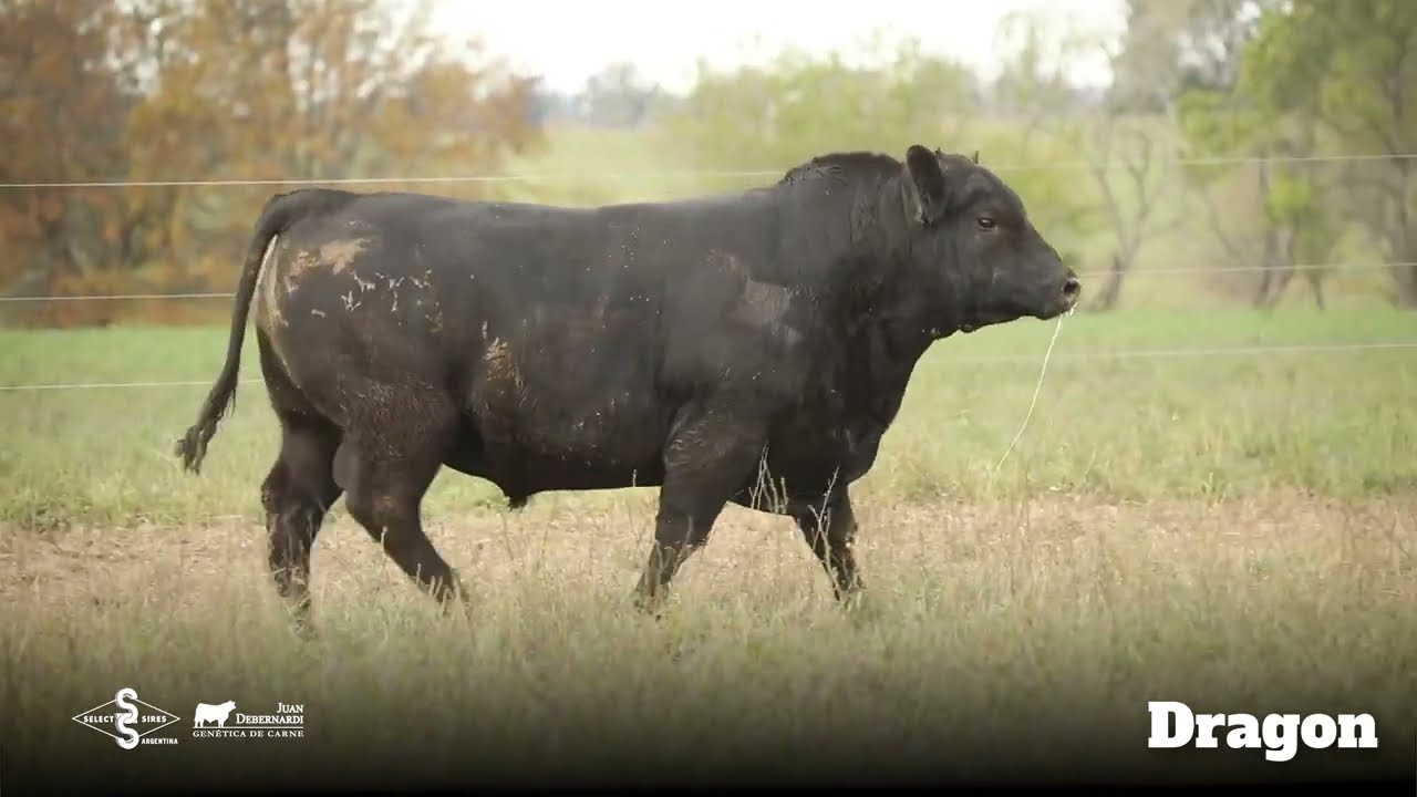 Dragon - Angus Negro