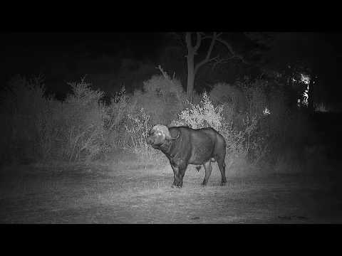 Djuma: Lone Buffalo bull - 01:31 - 07/26/19