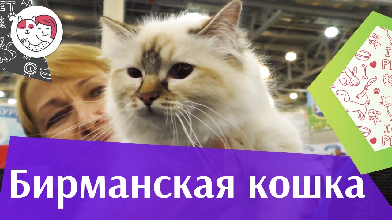 Бирманская кошка. Особенности. Уход