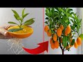 If you know this secret you can propagate any plant | Propagation of kumquats