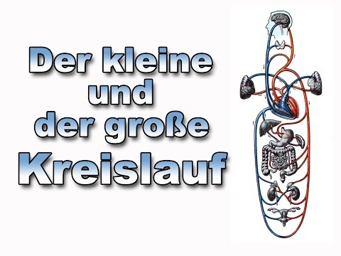 Der kleine und große Kreislauf | Anatomie | Pflege Kanal