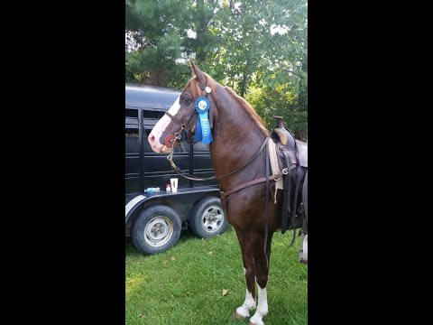 Kentucky Mountain Horse Gelding For Sale  (Full Video)