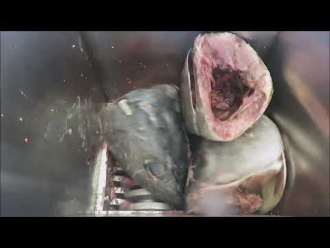 Frozen Tuna Heads - PACIFIC Stainless Steel Industrial Shredder &amp; Bone Breaker video thumbnail