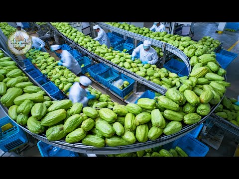 How to Process Millions of Chayote – Amazing Chayote Farming and Harvesting Techniques