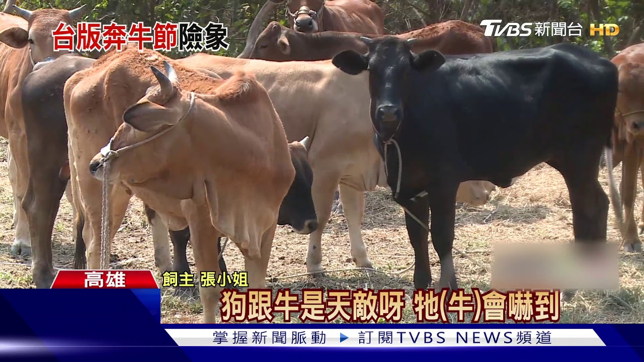 牛牛逛大街！遭狗追嚇跑　路上「逆向」趴趴走