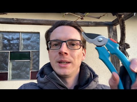 Reben schneiden für Balkon und Garten in Stockkultur