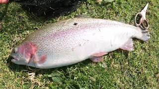 Big Stonker Trout Fishing 2023 Fish No 10