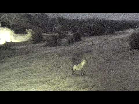 Djuma: Lone Hyena comes by for quick drink - 19:52 - 09/19/18