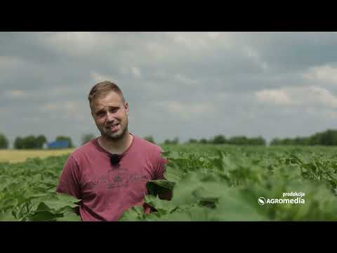 BEZ KONKURENCIJE - Nijedan SUNCOKRET u Ataru Nije Ovako Visok!