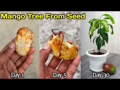 How to Grow a Mango Tree From Seed | Growing Mango From Seed - Germination