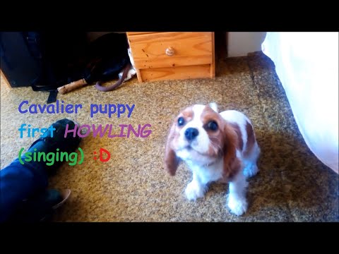 Funny Cavalier King Charles Spaniel puppy Howl for the First time. Kavalír King Charles Španěl 2020