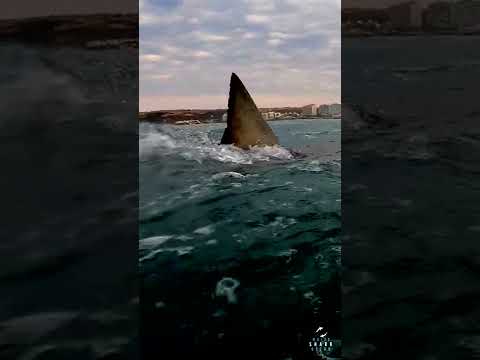 4.2m Great White Shark Lunges In Front Of Mossel Bay #shorts