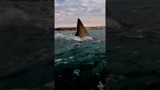 Download lagu 4.2m Great White Shark Lunges In Front Of Mossel Bay #shorts mp3