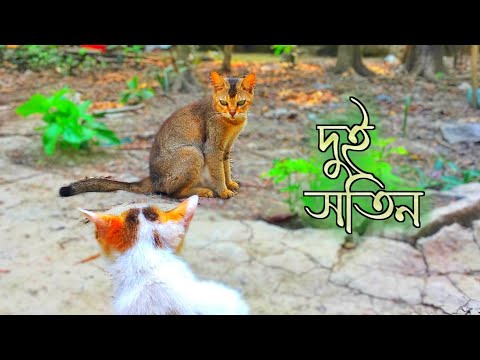 দুই সতিন 😬😆 (mdabdulazimoffical)