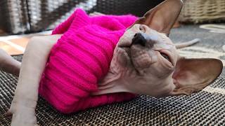SPHYNX KITTEN Wearing Sweater for the First time 😻 Too CUTE !
