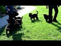 German Shepherd dogs for sale: Tony - Video 1