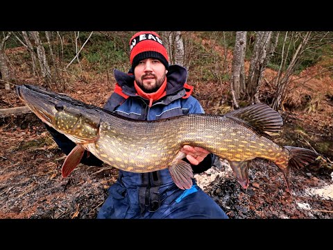 HAUET ON LIHAVIA KU PORSAAT - ALLE METRIN HAUKI LÄHES 9 KILOA 😲