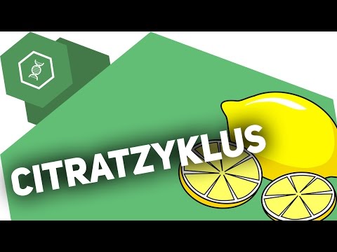 The Citric Acid Cycle - Cellular Respiration Advanced 2