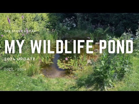 Building a Wildlife Pond Part 4 - All of 2024