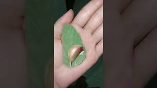 chá para animar o maridão #receitas #emagrecimento #perderbarriga #lowcarb #receita