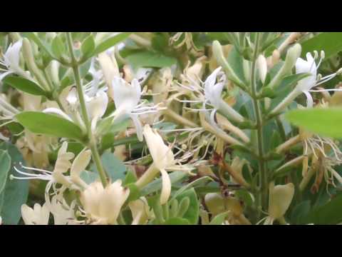 常緑スイカズラ 植物