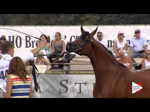 N.44 MISSISSIPPI J - Chantilly 2015 ABCE - Mares 4 to 5 years old (Class 4)