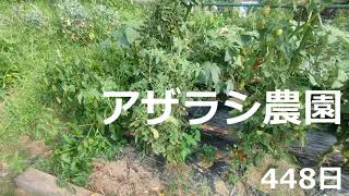 448日 手つかず【アザラシ農園】