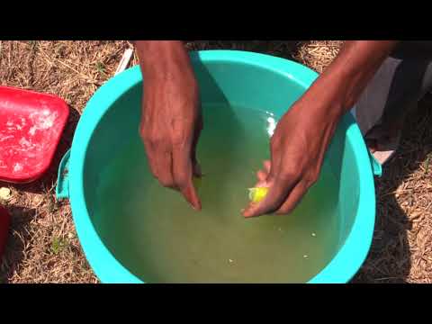 BANANA - Production enhancement Technologies of ICAR-IIHR Bangaluru.