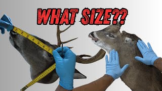 How I measure a deer cape for the form