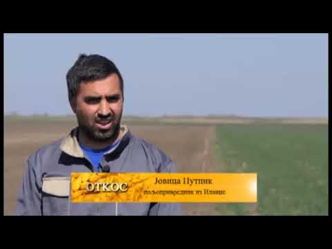 REC ZEMLJORADNIKA PERICA PUTNIK IZ ILANDZE